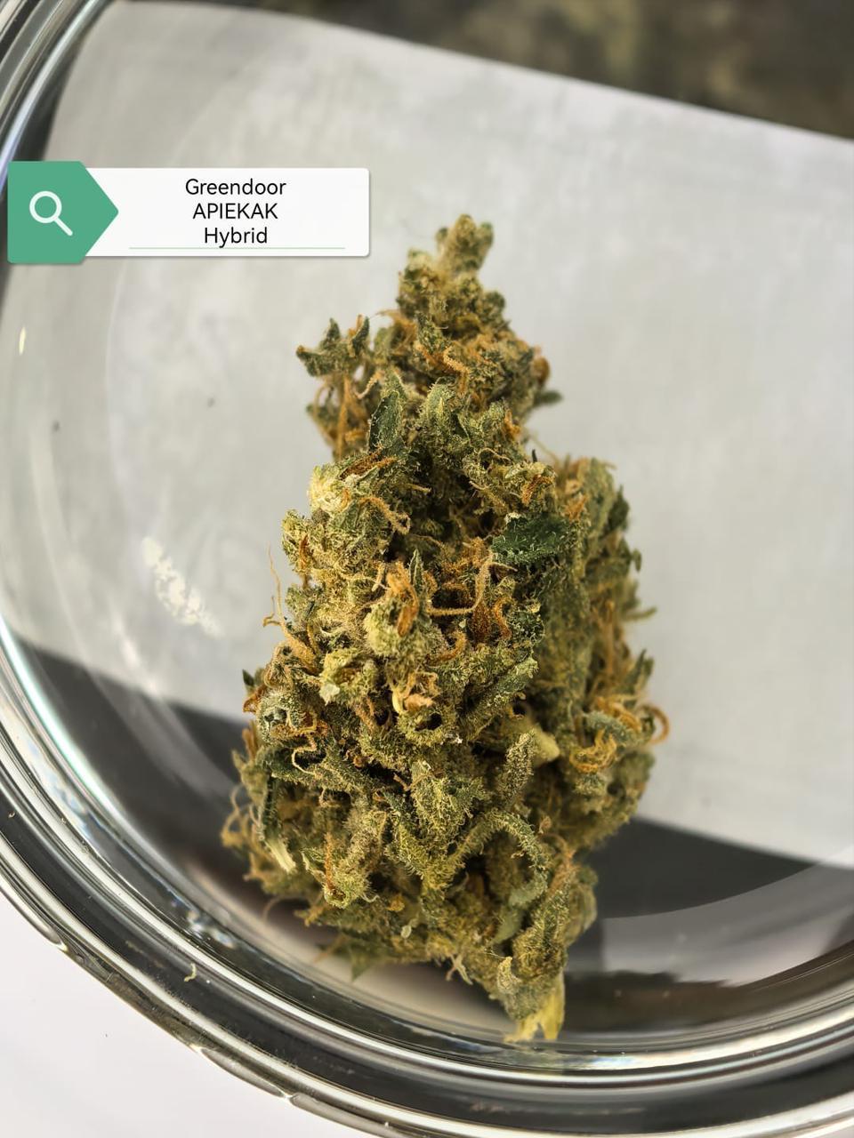Apie Kak — Hybrid | Greendoor/House Blend