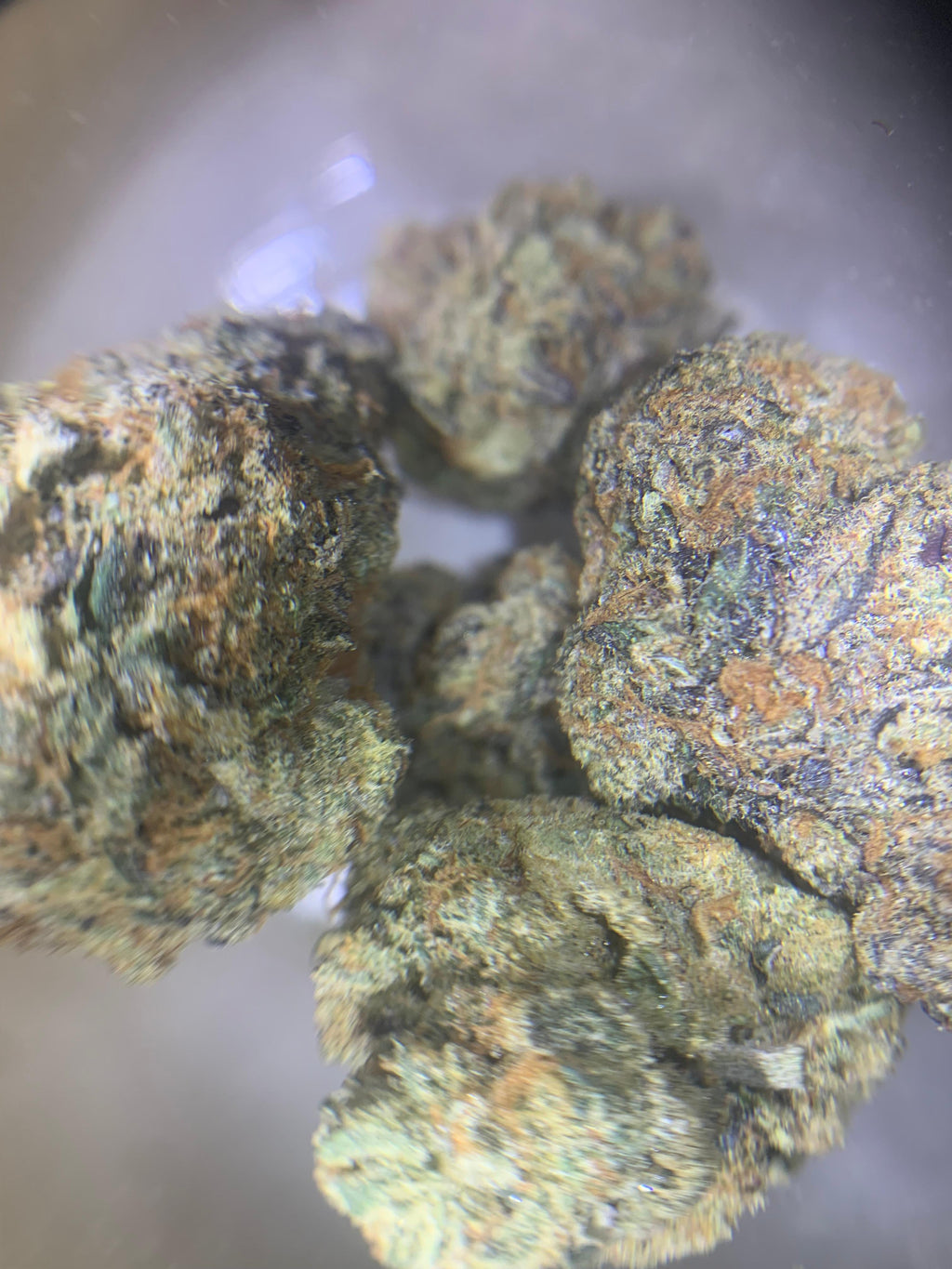 Banana Cooler — Hybrid | Indoor (A4) AAAA+