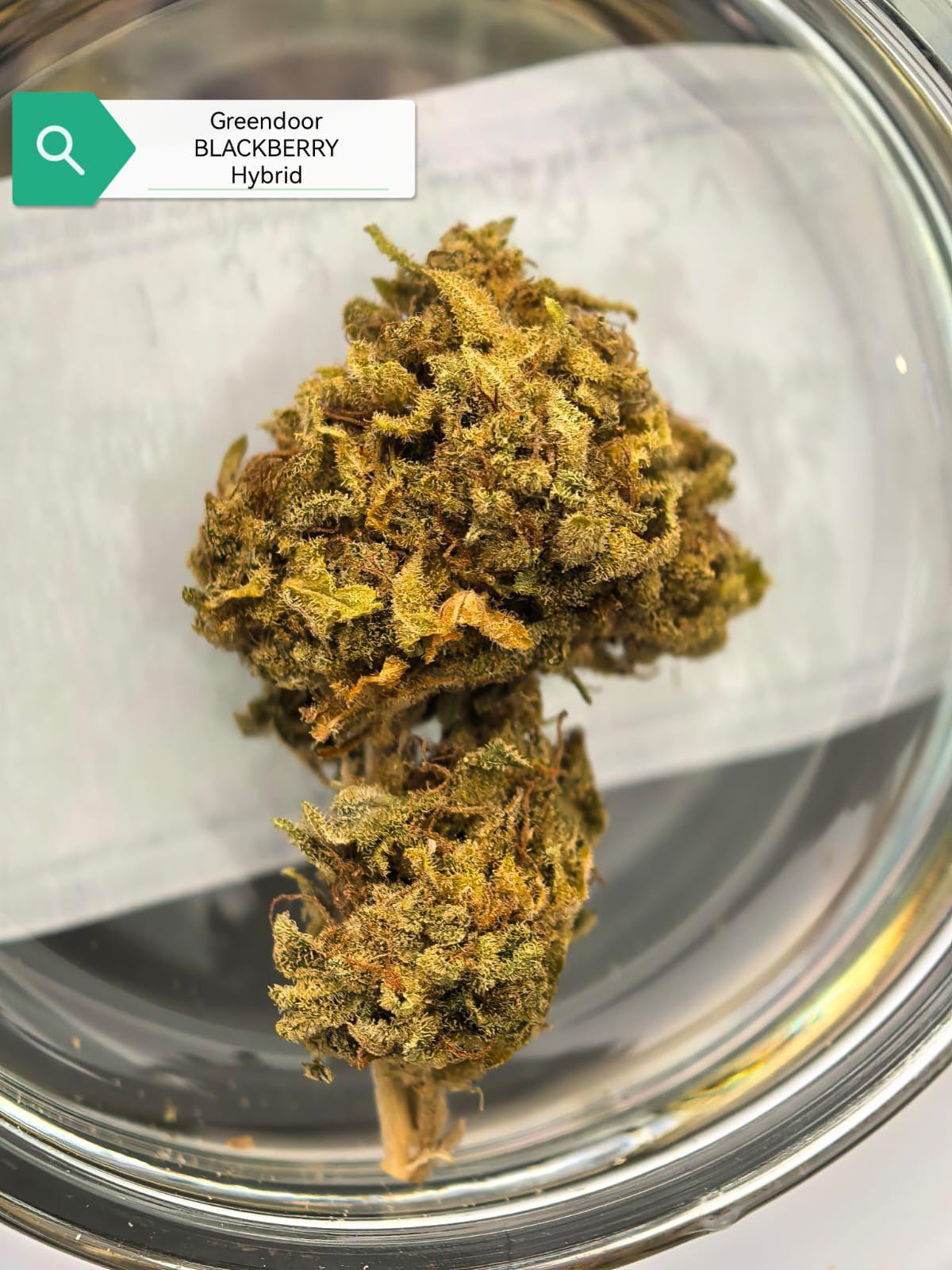 Blackberry — Hybrid | Greendoor/House Blend