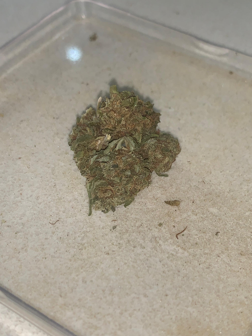 Citrudelic Meringue | Premium Greendoor Flower