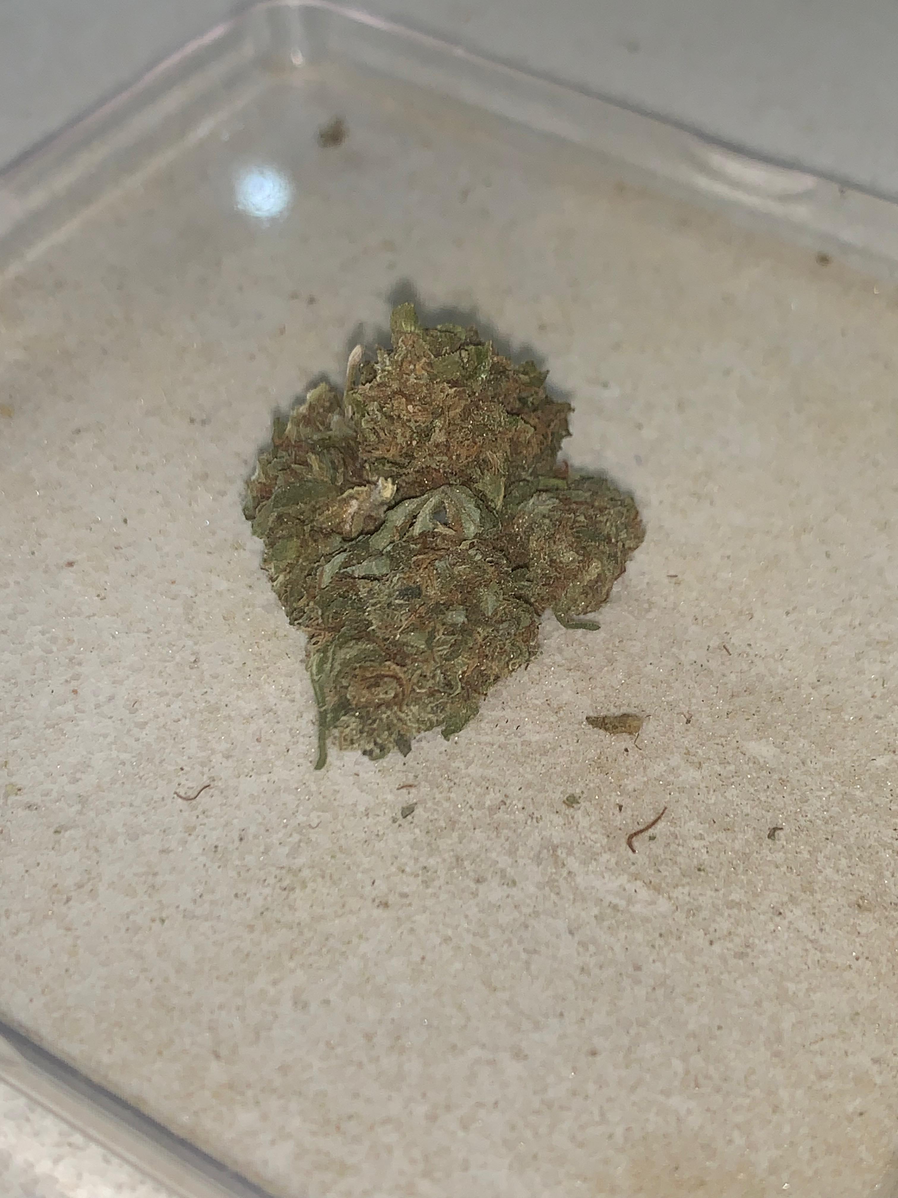 Citrudelic Meringue | Premium Greendoor Flower