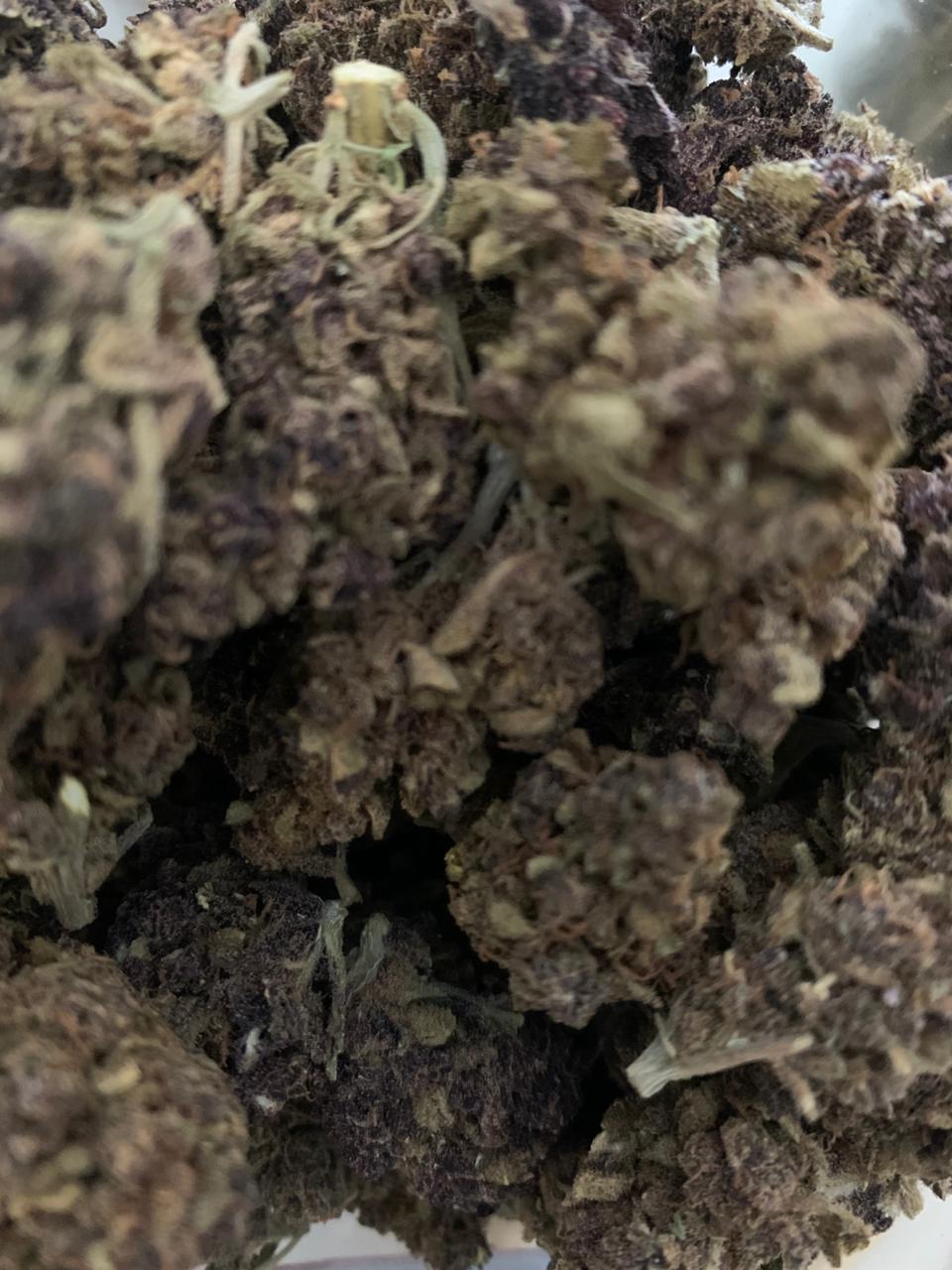 DOW (Destroyer of Worlds) — Hybrid | Greendoor/House A+ Blend