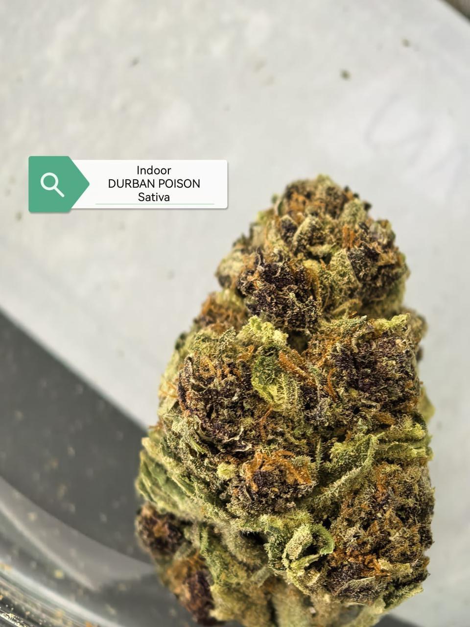 Durban Poison — Sativa | Indoor