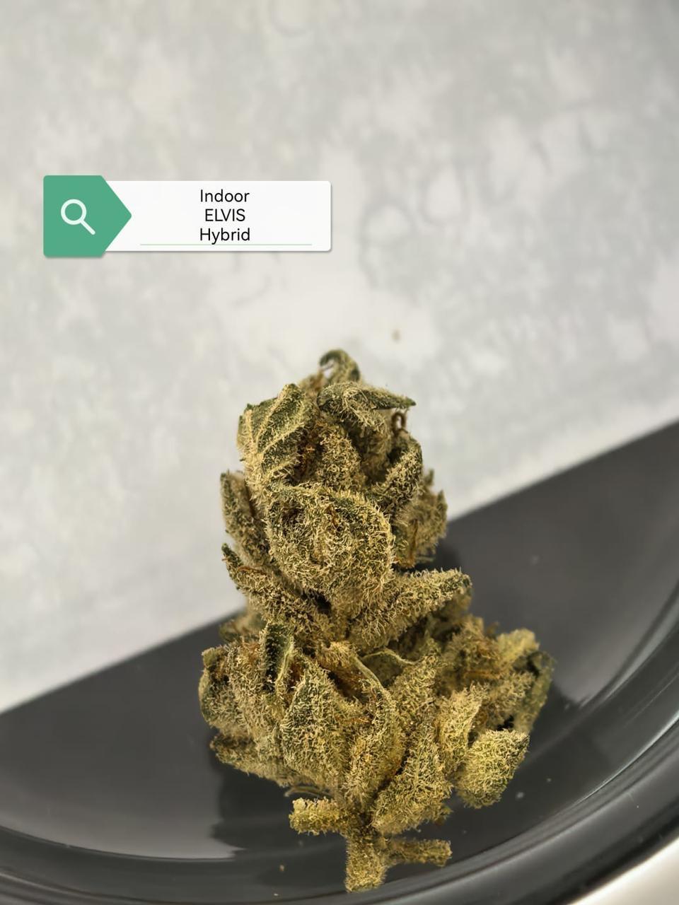 Elvis — Hybrid | Indoor