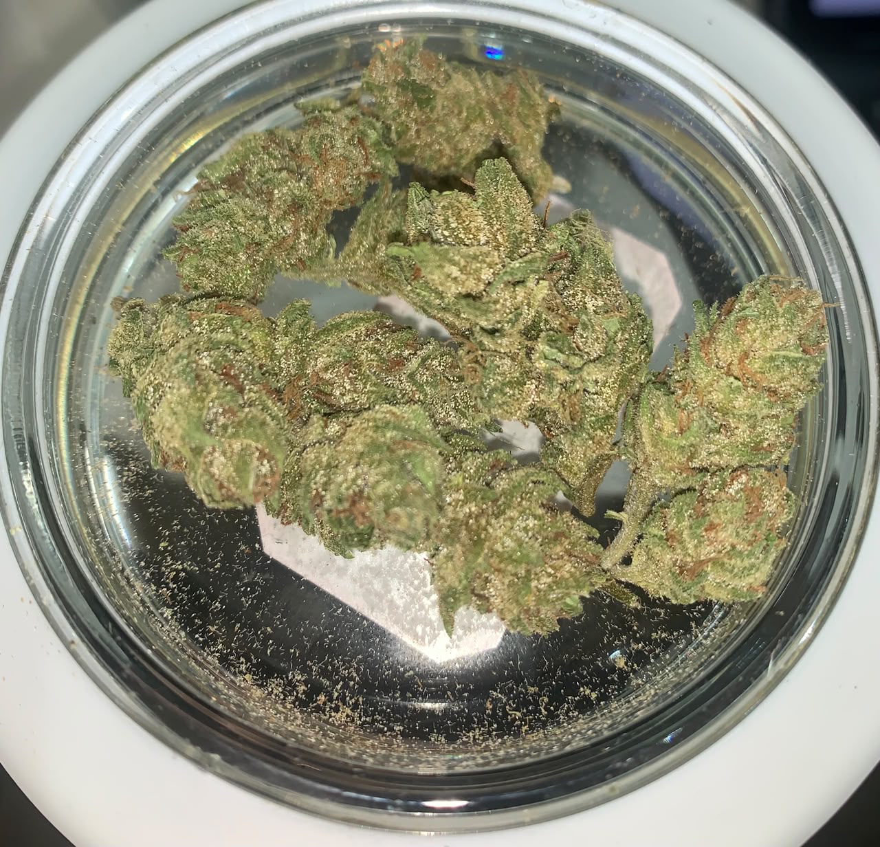 Exodus Cheese Premium Greendoor+ Flower