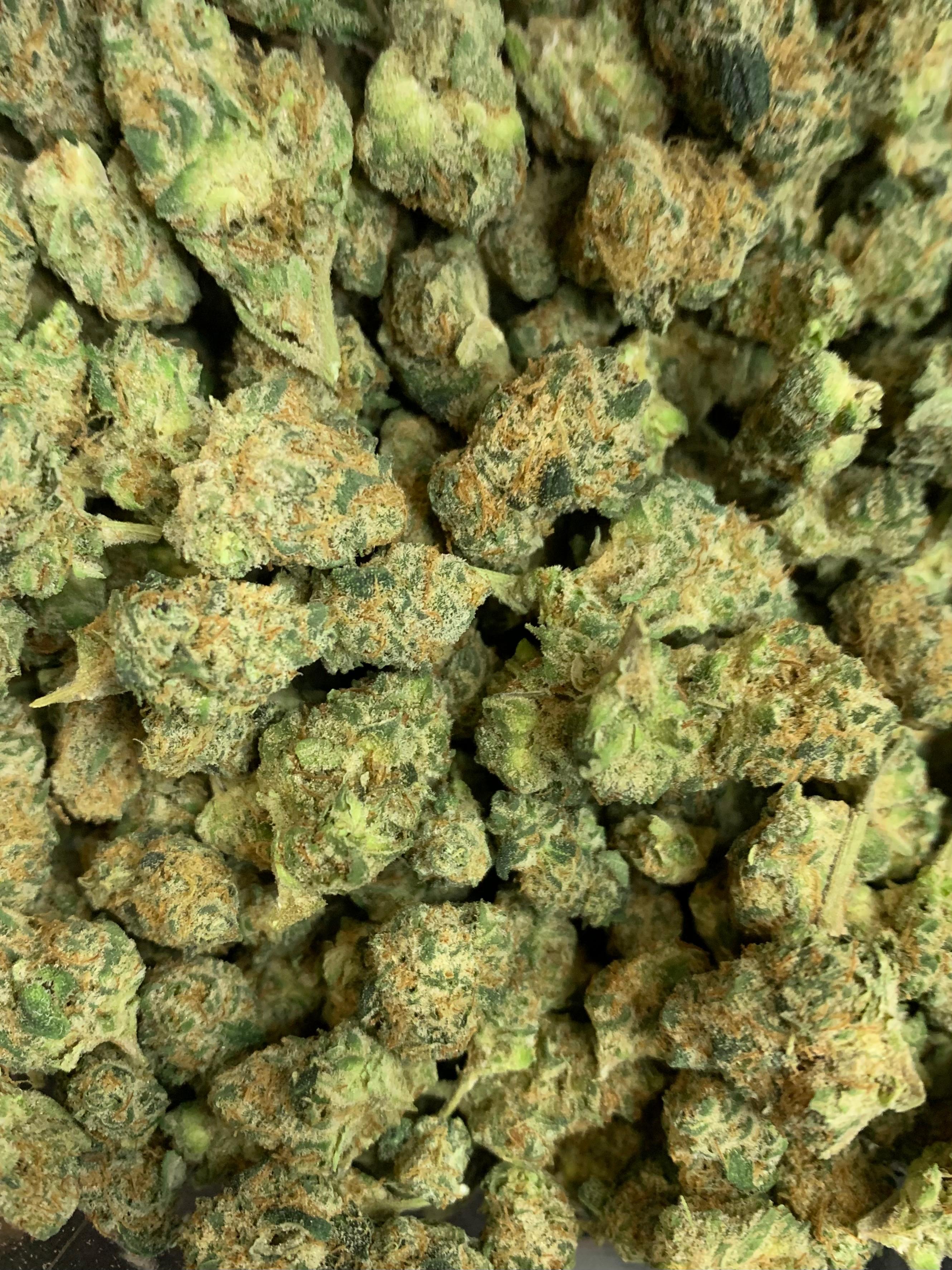 Fabulousa — Hybrid | Indoor Pops AAA+