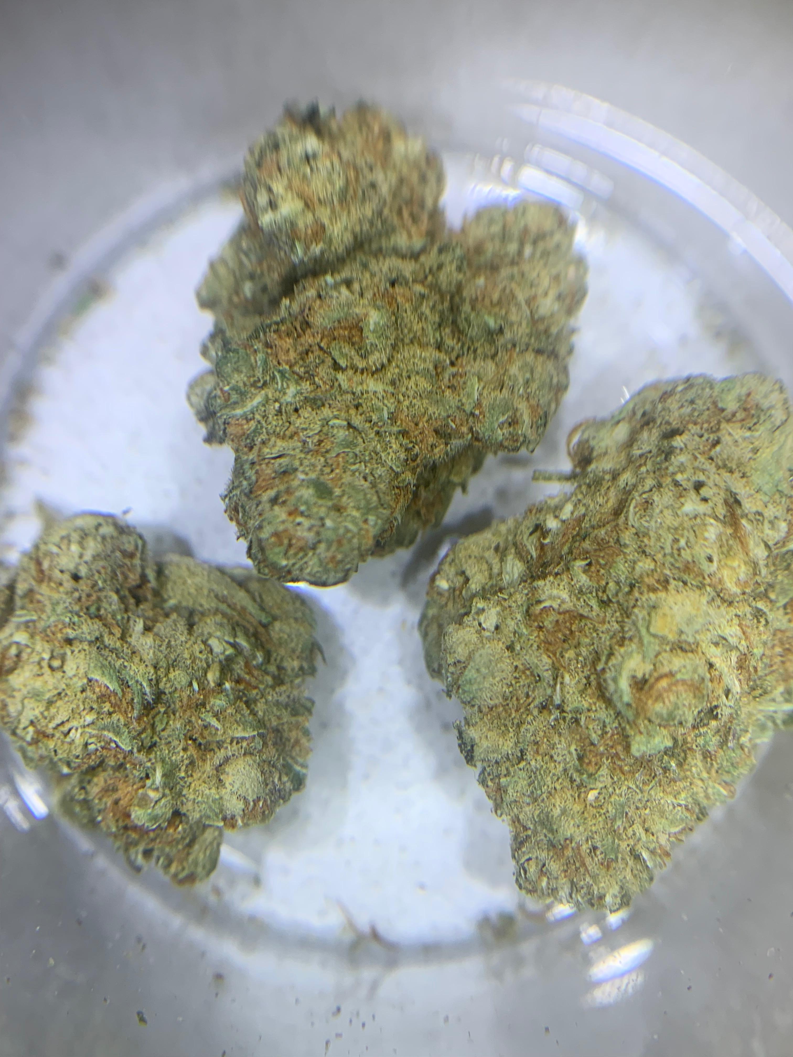 Gorilla Zkittles — Hybrid | Indoor AAA
