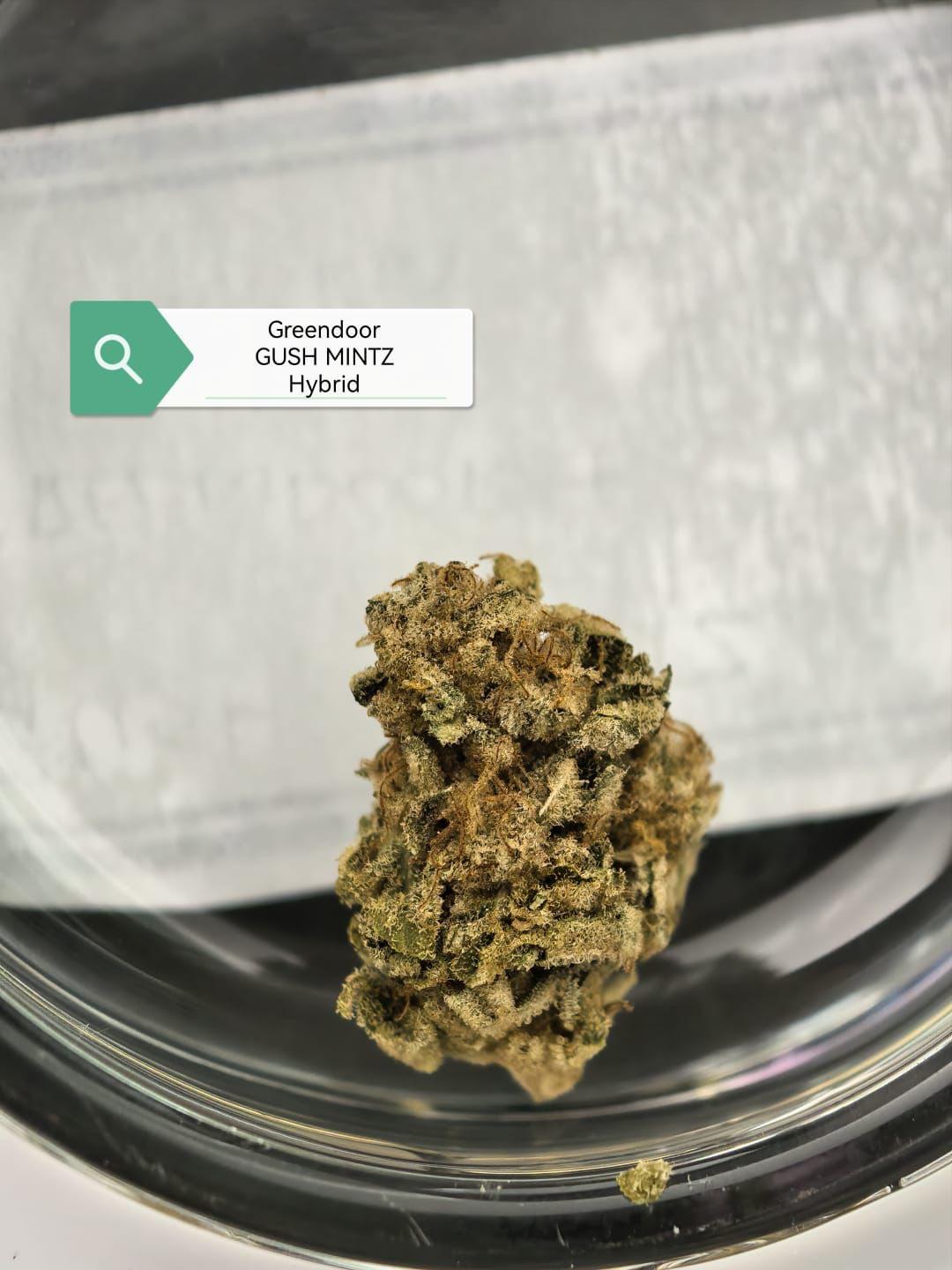 Gush Mintz — Hybrid | Greendoor/House A+ Blend