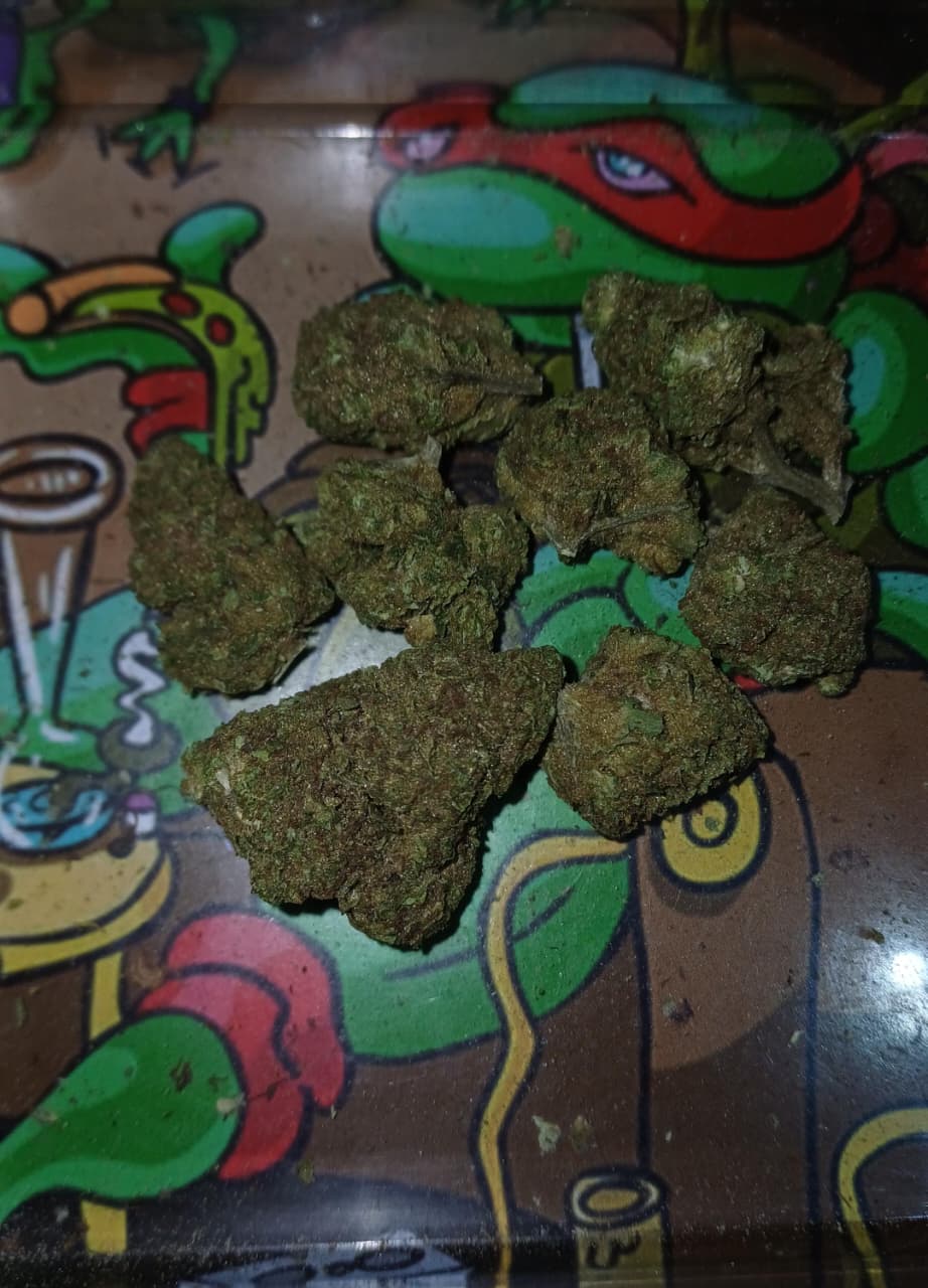 Jet Fuel — Hybrid II  THC: 20%