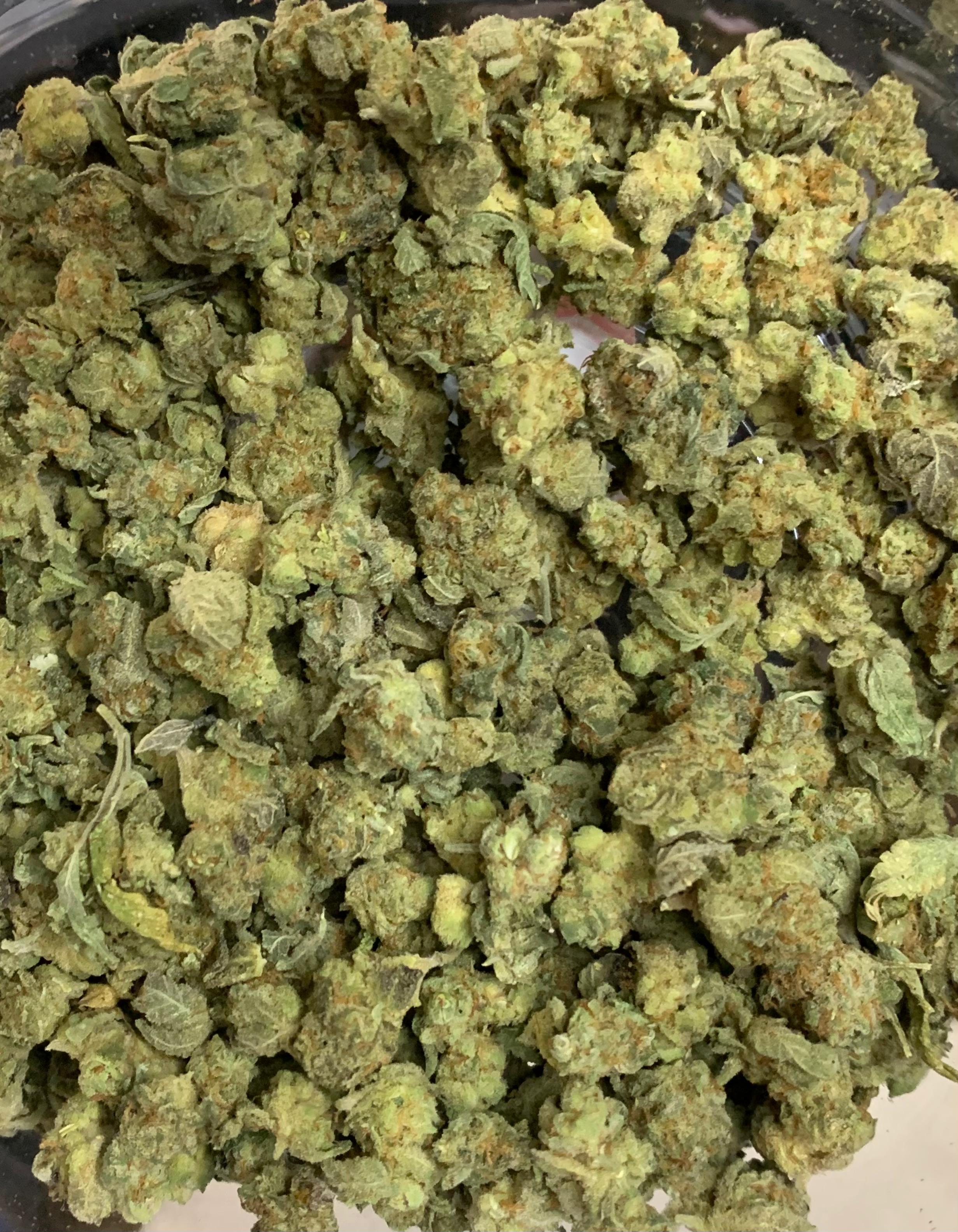 Mango Madness — Hybrid | Indoor Pops