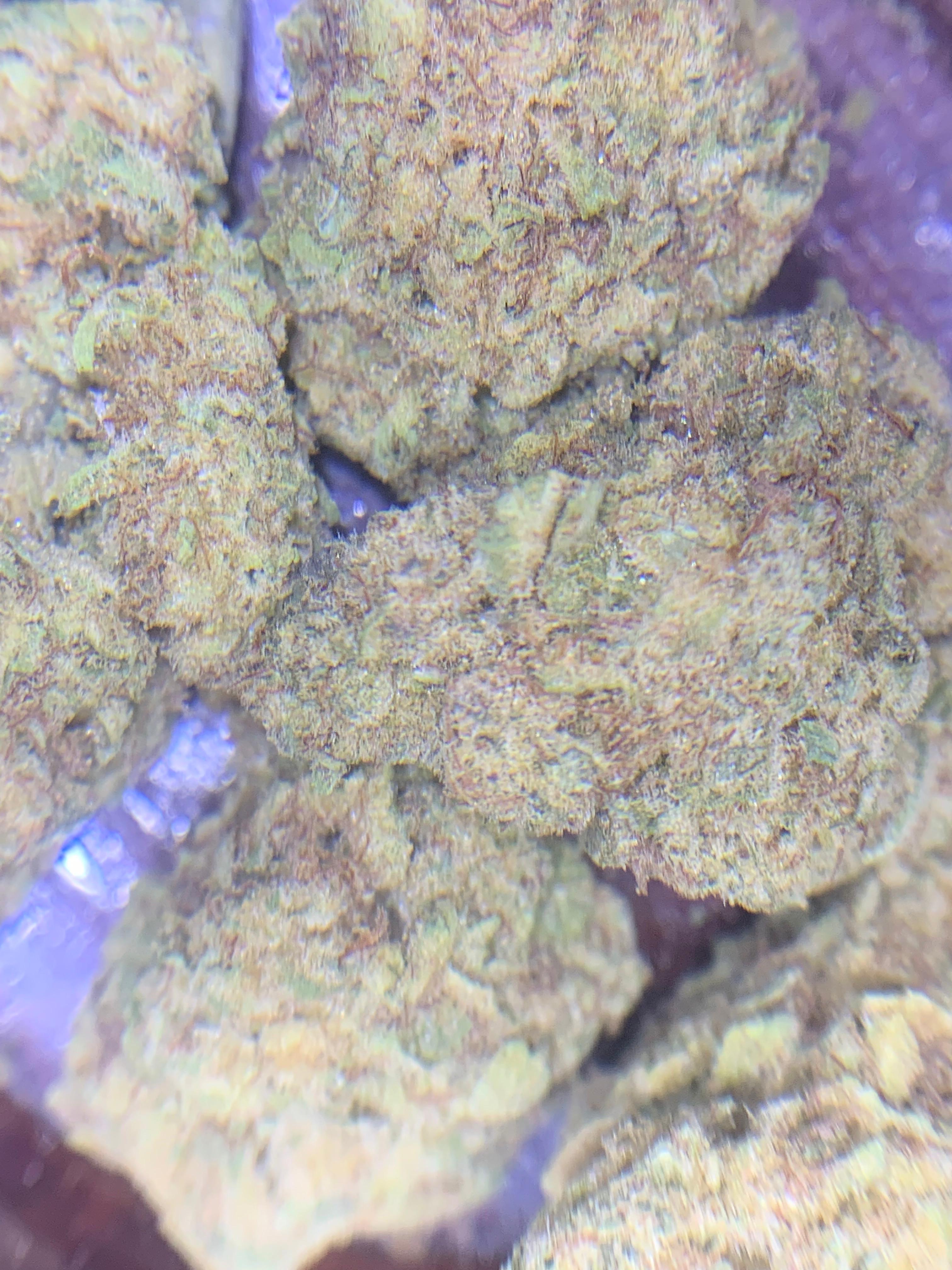 Nag champa GBO AA+ Sativa