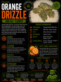 Orange Drizzle | Premium GBO AA+ Flower