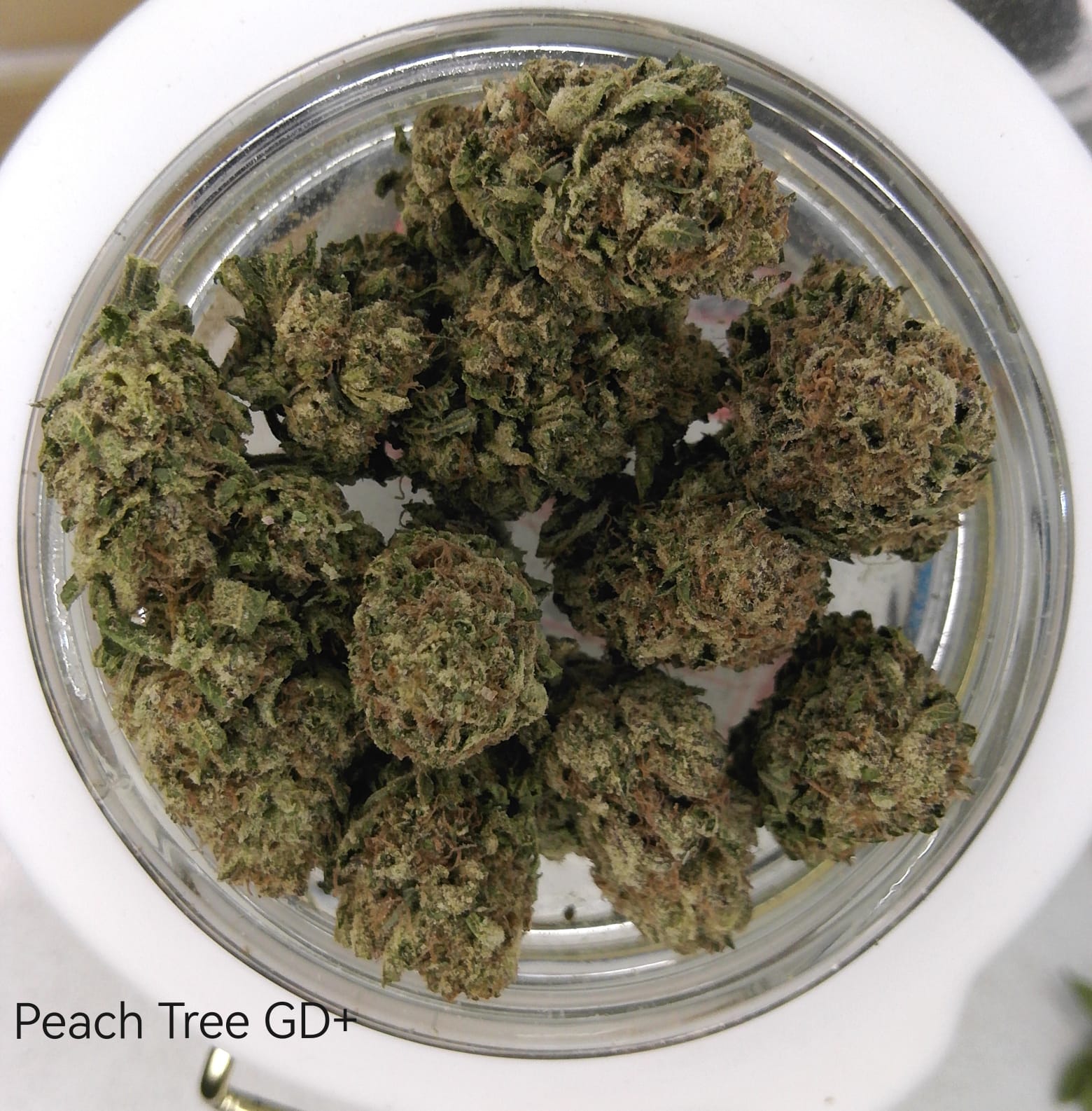 Peach Tree GD+ | GreenDoor+ Flower