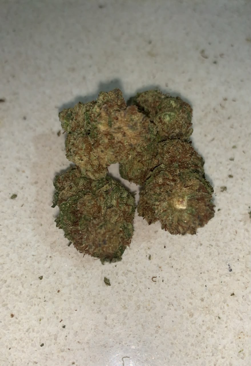 Sunset Sherbet | Premium Greendoor+ Flower