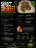 Sunset Sherbet | Premium Greendoor+ Flower