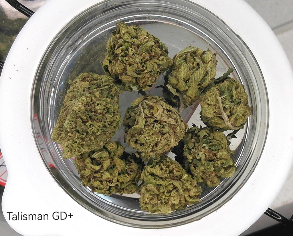 Talisman – Premium GreenDoor+ Flower