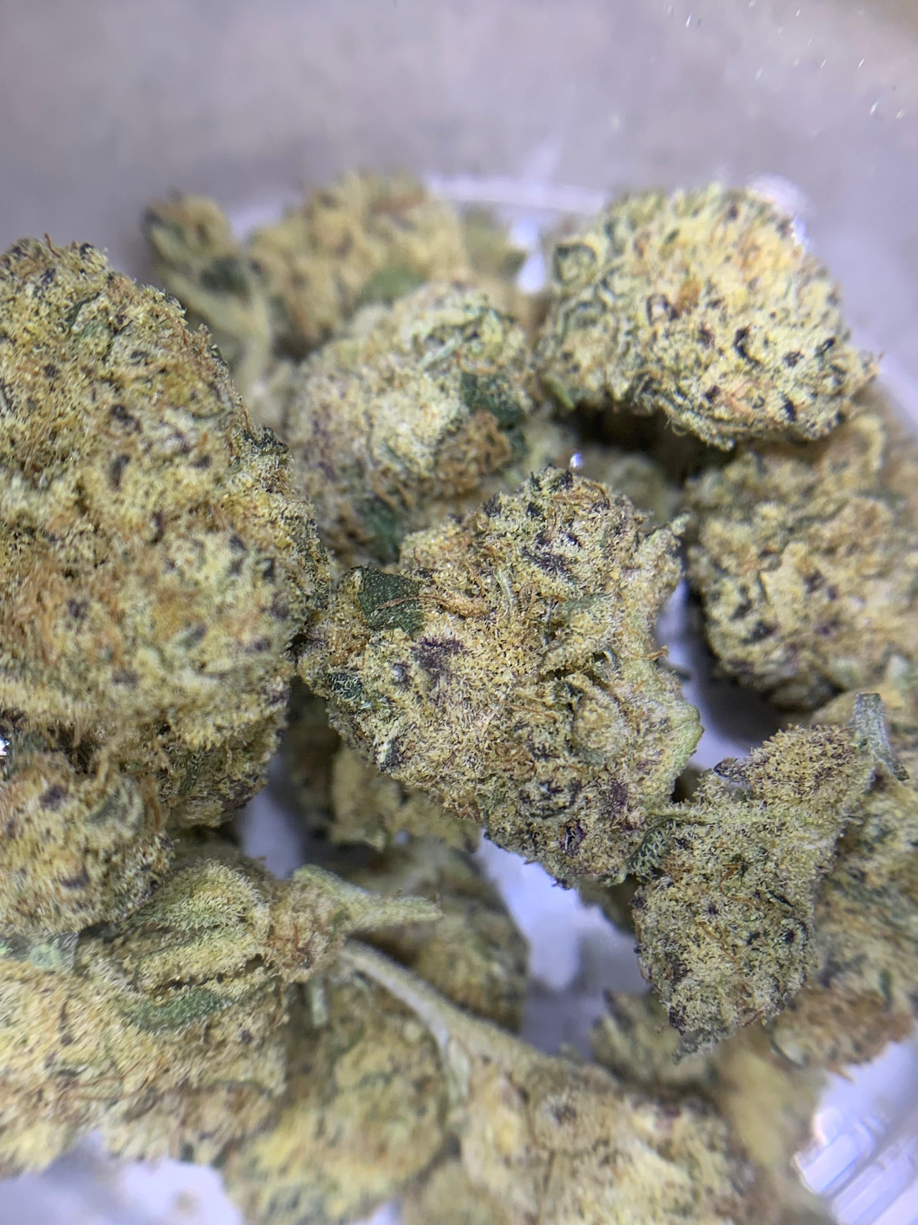 Vin Diesel Pops — Hybrid | Indoor AAA
