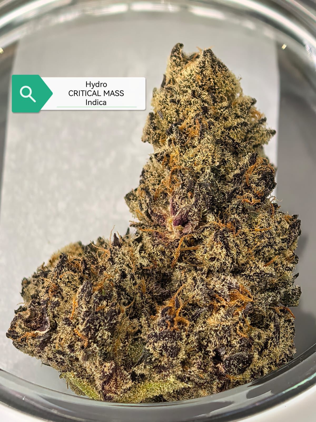 Critical Kush — Indica | Hydroponic