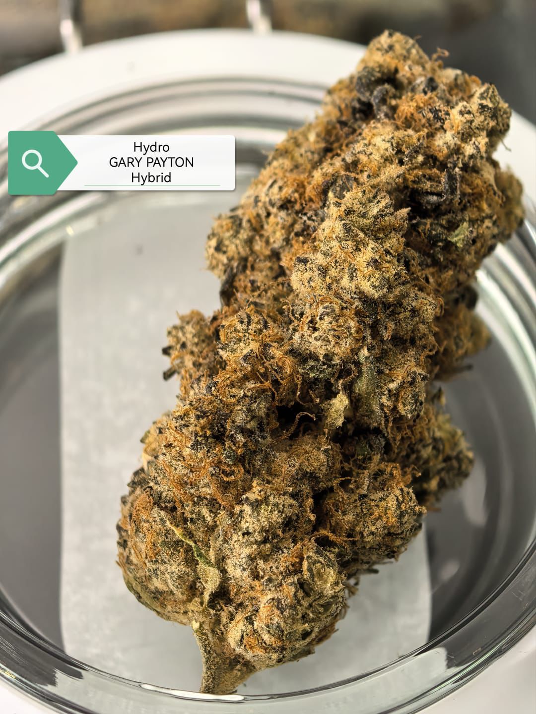 Gary Payton — Hybrid | Hydroponic