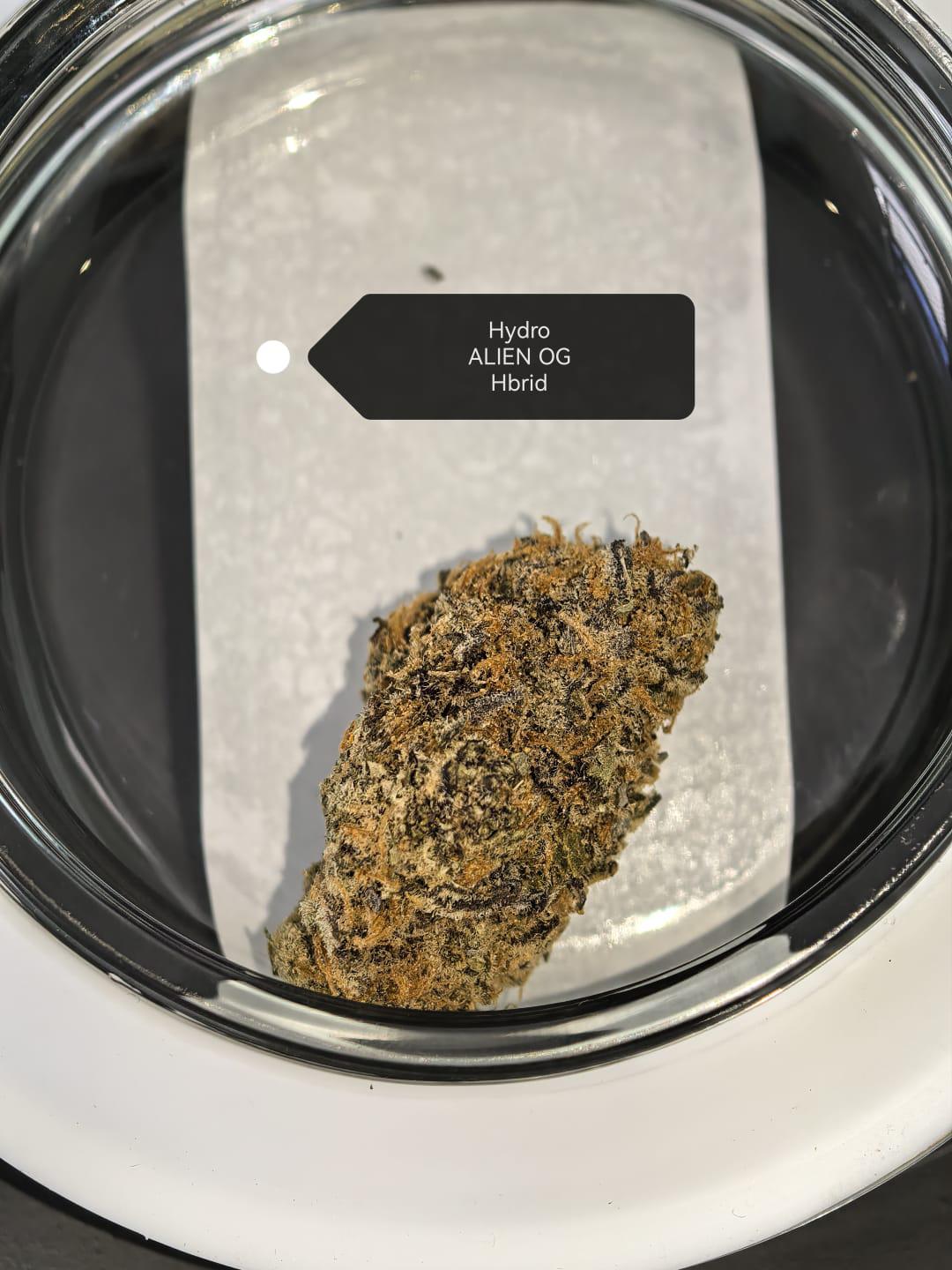 Alien OG — Hybrid | Hydroponic