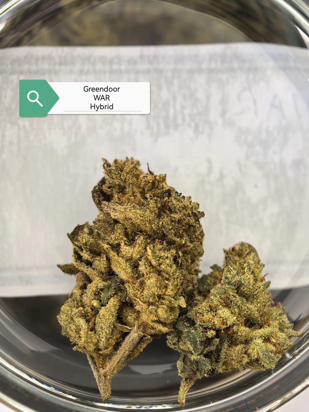 War — Hybrid | Greendoor/House Blend