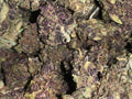 Candy Cane A+ (Greendoor Hybrid)