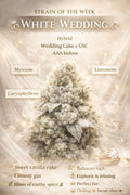 White Wedding (Greendoor + Hybrid – Sativa leaning)