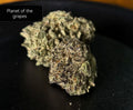 Planet of the Grapes (indica)