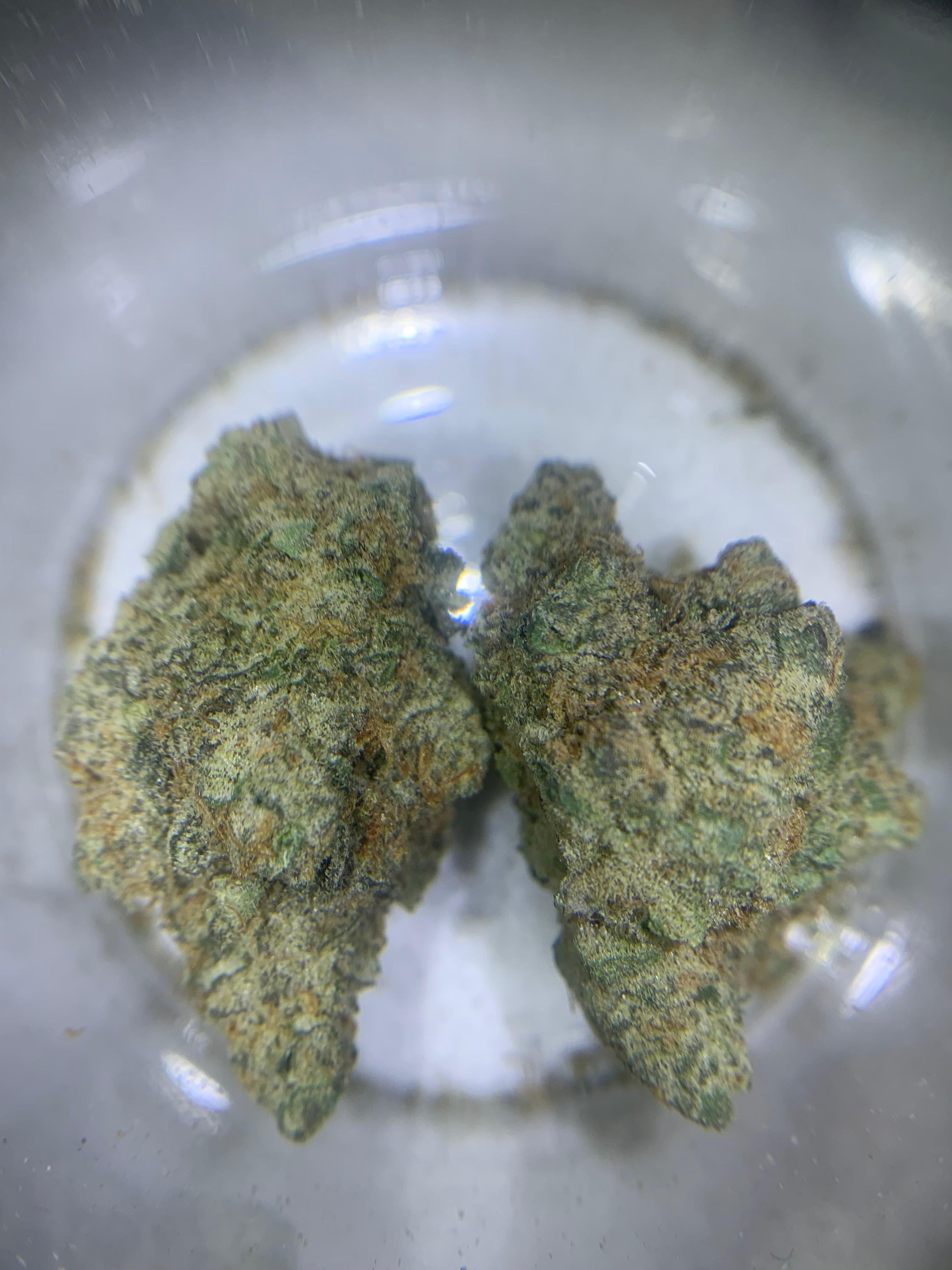 Specimen X — Hybrid (Hydroponic) THC: 22–26%