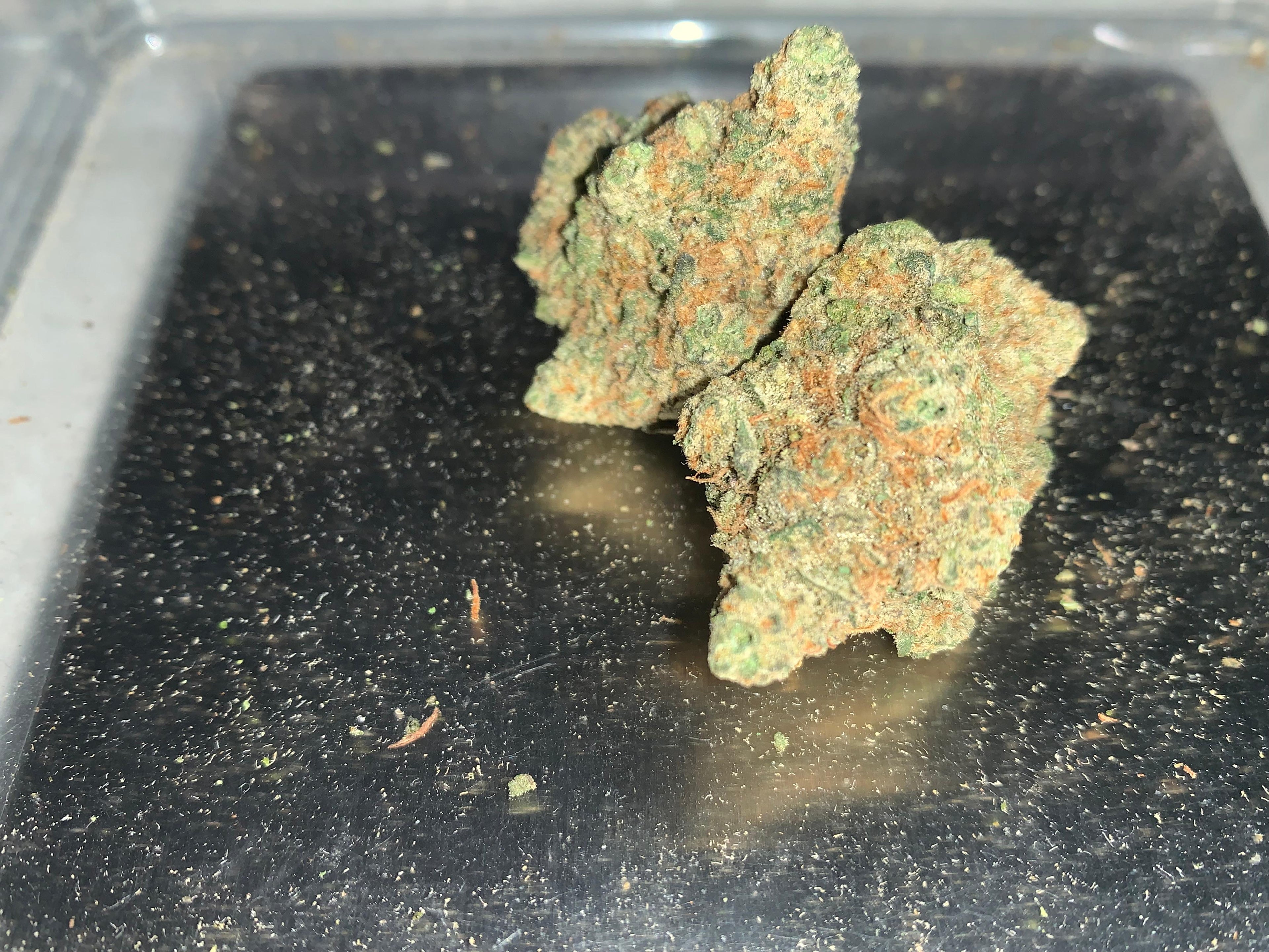 Specimen X — Hybrid (Hydroponic) THC: 22–26%