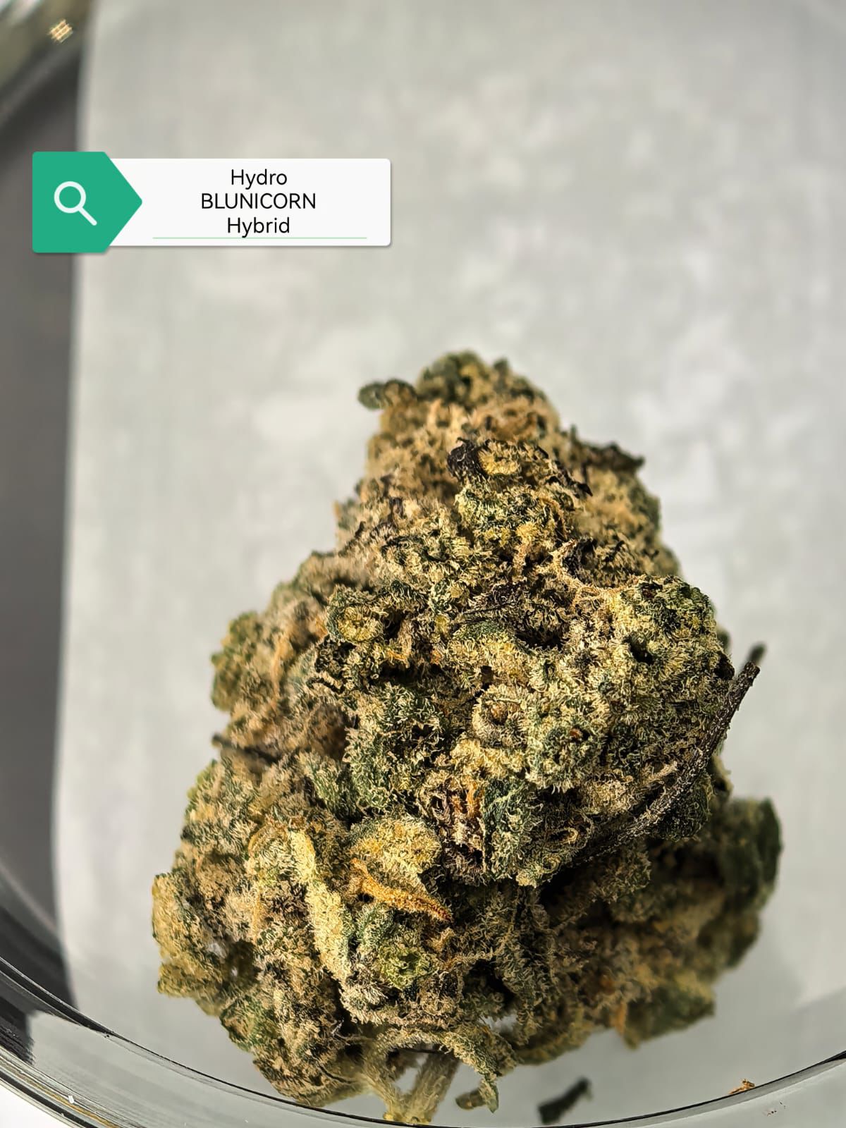 Blue Unicorn — Hybrid | Hydroponic