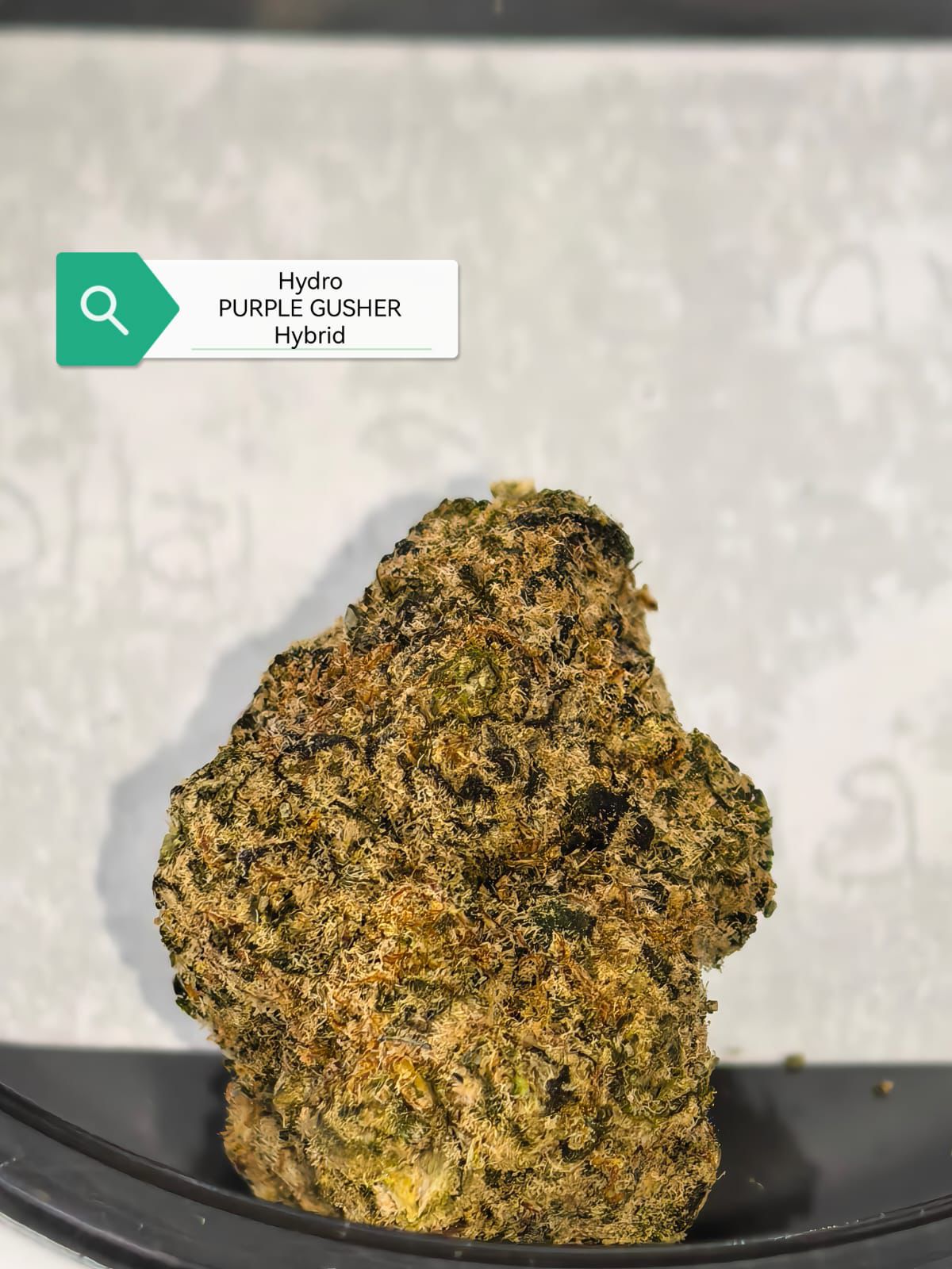 Purple Gusher — Hybrid | Hydroponic