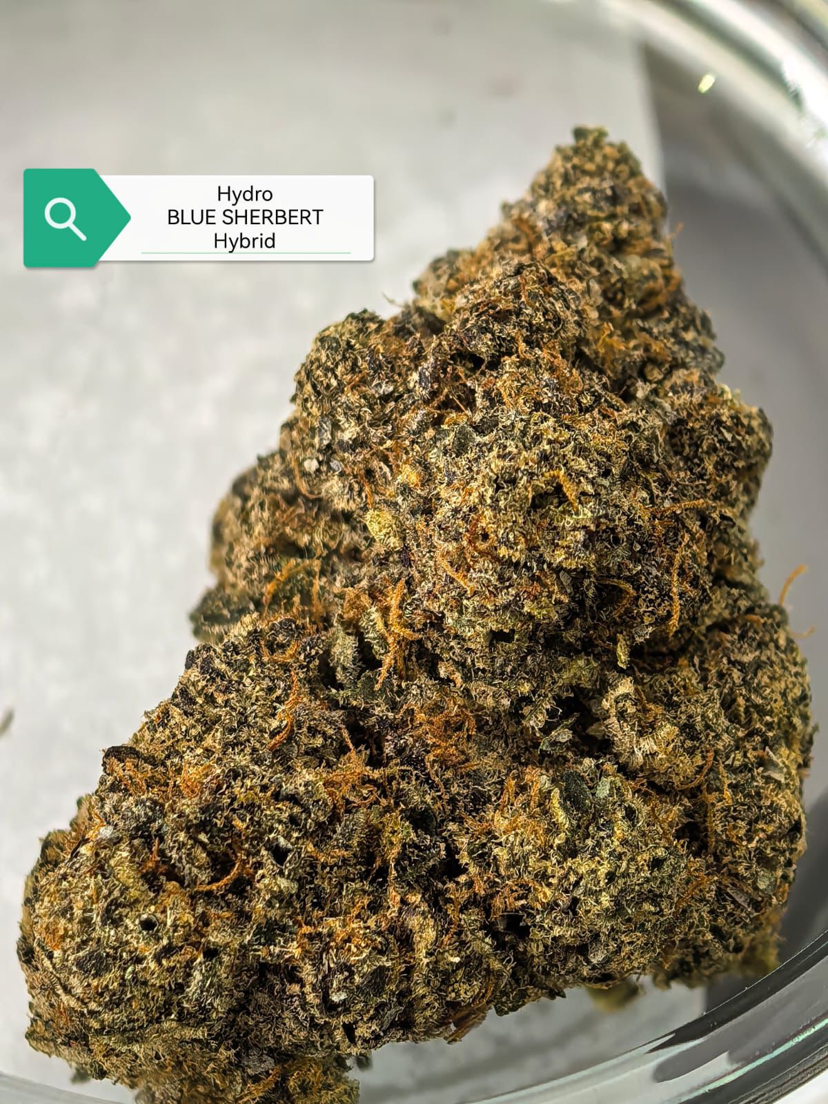 Blue Sherbet — Hybrid | Hydroponic