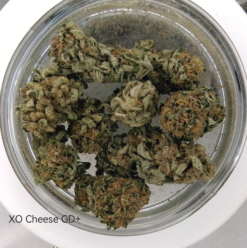 XO Cheese GD+ GreenDoor+ Flower | GreenBullie Express