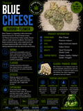 Blue Cheese | Premium Indoor+ Flower