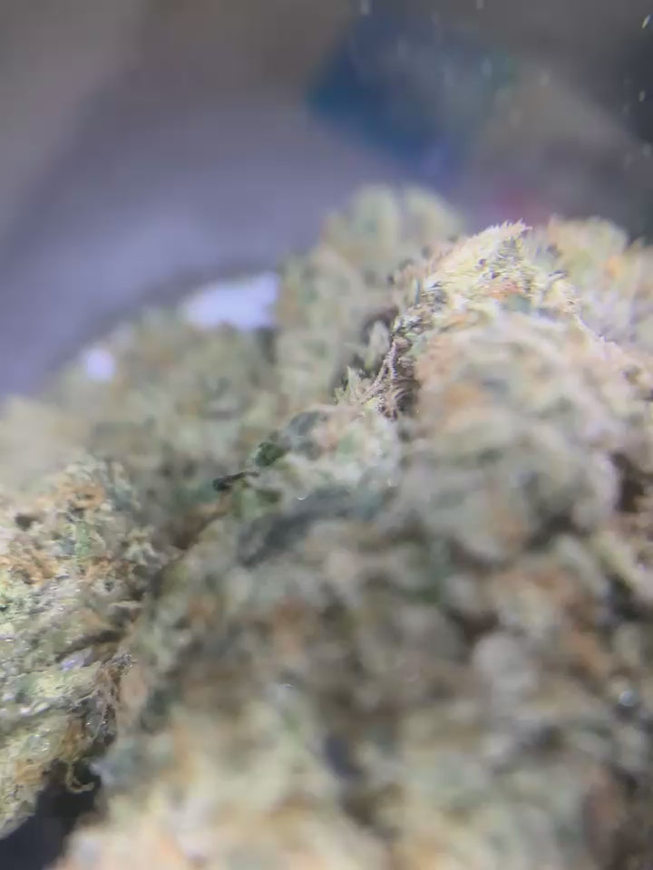 Stillknox — Hybrid | Indoor (A4) AAAA+