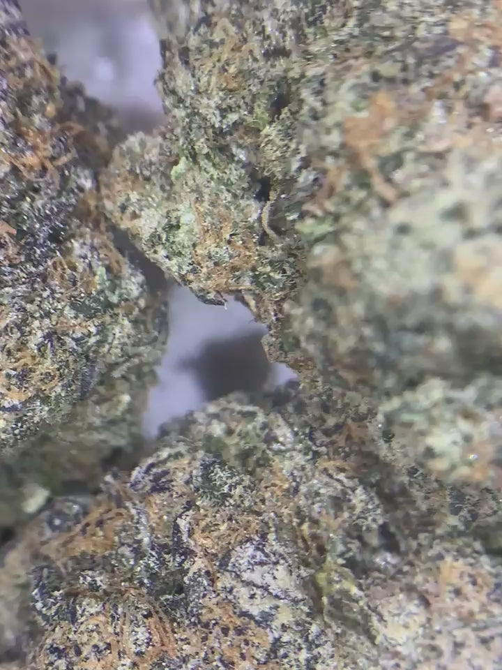 Blue Zushi — Hybrid | Indoor (A4) AAAA+