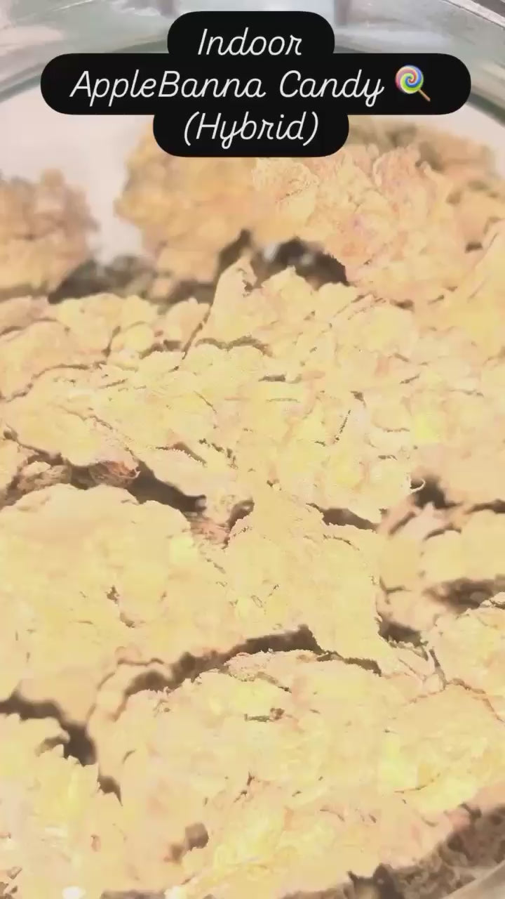 ABC (Apple Banana Candy) — Hybrid | Indoor